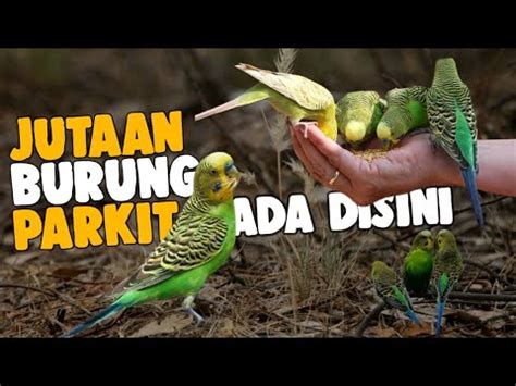 Sekali Terbang Ada Jutaan Ekor Perkembangan Burung Parkit Di Alam