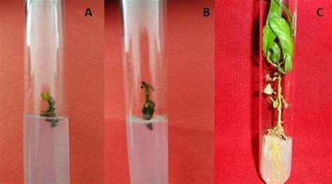 A B Shotlet Initiation And Elongation From Axillary Shoot Bud C