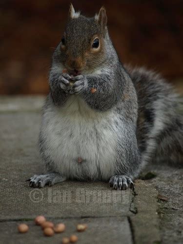 Flickr Discussing Sex Of Squirrel In Squirrels