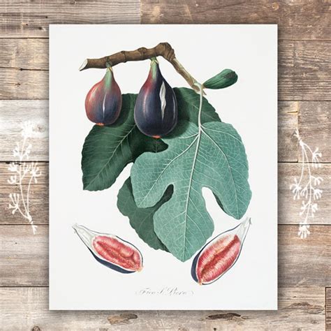 Vintage Fruit Art Prints Kitchen Botanical Prints Set Of Etsy