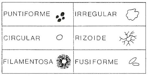 Morfolog A Colonial Bacteriana En Medios De Cultivo Microbitos Blog