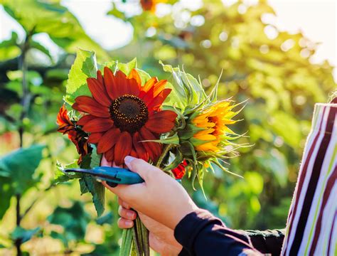 8 Best Flowers for Your Cutting Garden