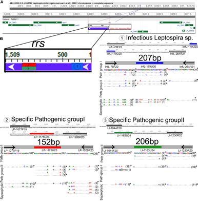 Frontiers A Validated Multiplex Real Time PCR Assay For The Diagnosis