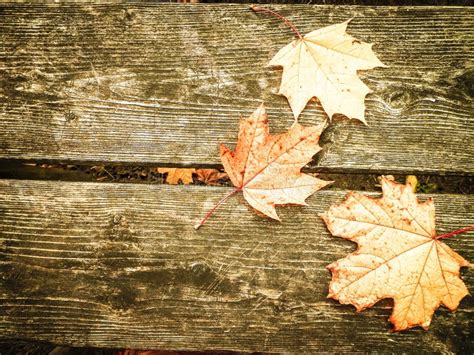 Yellow Autumn Leaves On Wood As Nature Background Stock Photo Image