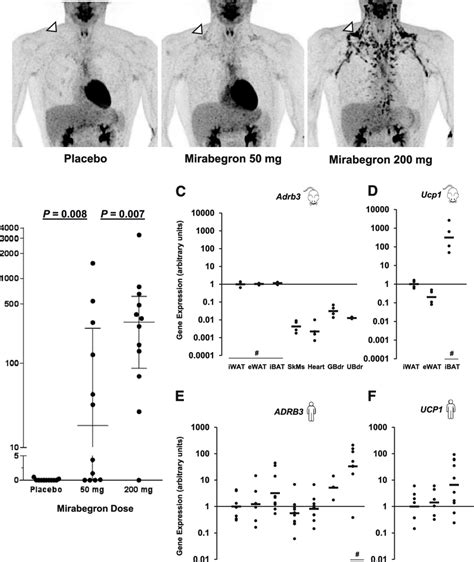 Mirabegron Activation Of BAT And Tissue B3 AR Expression A PET Images