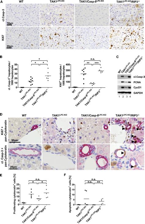 Apoptosis But Not Necroptosis Induces Strong Compensatory Proliferation