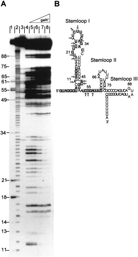 Spot 42 Rna Mediates Discoordinate Expression Of The E Coli Galactose