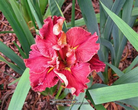 Photo Of The Bloom Of Louisiana Iris Iris Moomba Flare Posted By