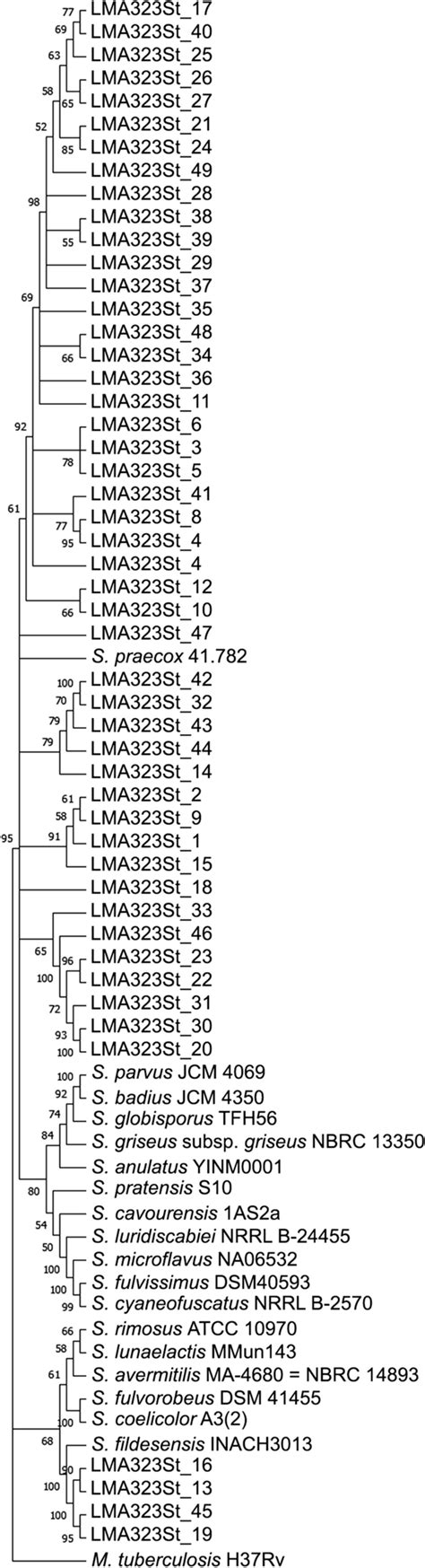 Phylogenetic Tree Constructed With 16s Rrna Rpob Reca Gyrb Trpb And