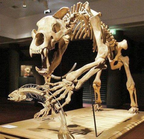 Fossil skeleton of a prehistoric cave bear (Ursus spelaeus) catching fish. Such bears lived ...