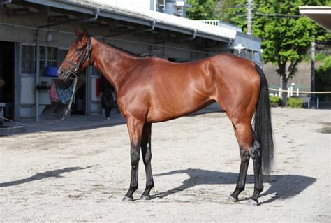 【オークス】ミアネーロ80点 スリムで筋肉強じん 競馬ニュース Netkeiba