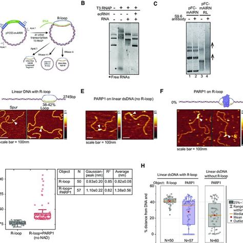 Parp1 Depletion Or Inhibition Triggers R Loop Mediated Genomic Download Scientific Diagram