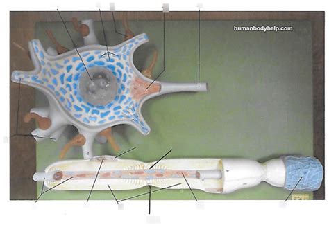 axon model Diagram | Quizlet