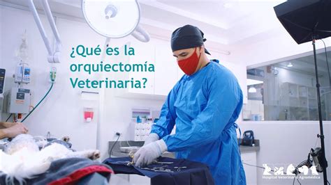 Qué es la orquiectomía veterinaria YouTube