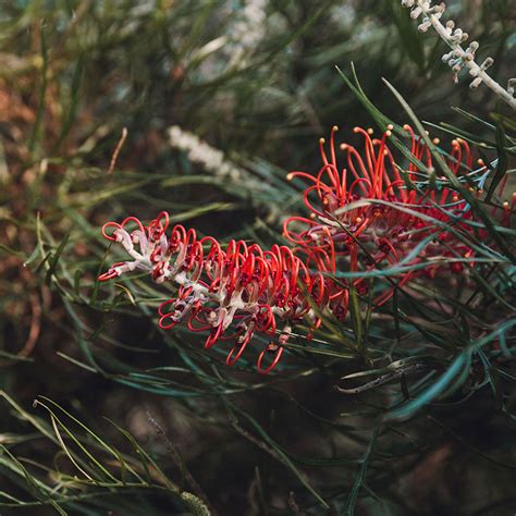 Transport Guide to Kuranga Native Nursery and Paperbark Cafe 15