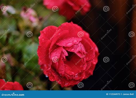 Rose Roja En La Lluvia Foto De Archivo Imagen De Pétalos 112244972