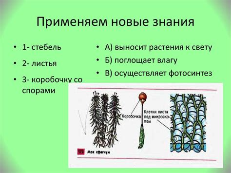 Строение мха - презентация онлайн