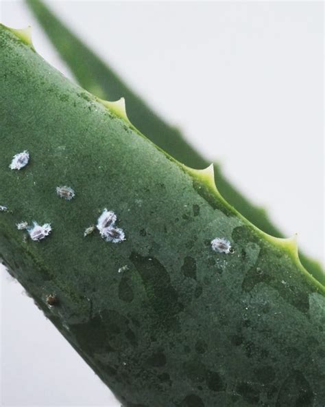 Mealybugs on succulents | Tips to control & care. - Succulents Plants