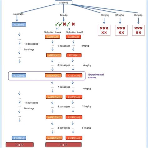 Resistance Phenotype And Parasite Dynamics Parasite Clearance Curves