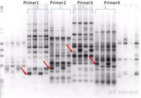 Bsa相关知识——分子标记介绍 知乎