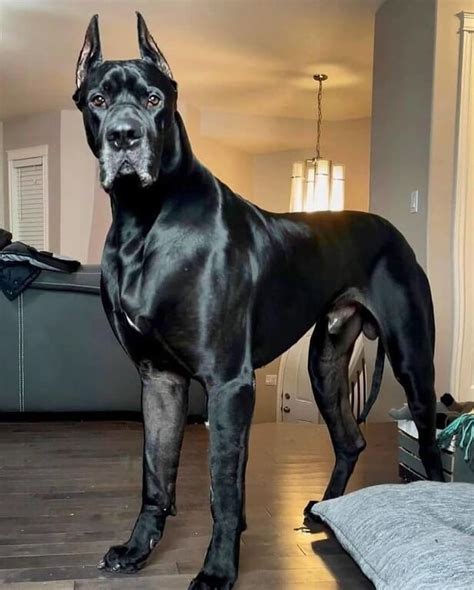 Italian Mastiff Dogs