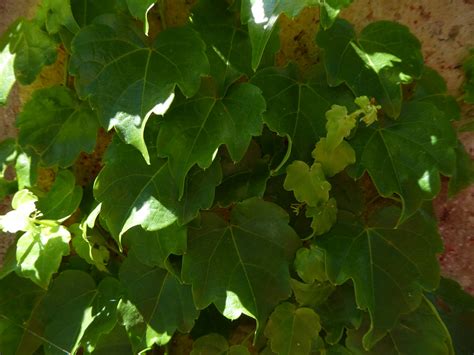 Ivy Growing On Wall Background Free Stock Photo Public Domain Pictures