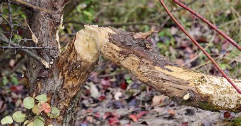 Hund geriet in OÖ in verbotene Biberfalle knapp gerettet