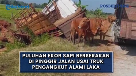 Puluhan Ekor Sapi Berserakan Di Pinggir Jalan Usai Truk Pengangkut