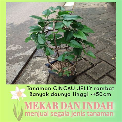 Jual TANAMAN CINCAU JELY RAMBAT Daun Cincau Jeli Pohon Cincau Jelly