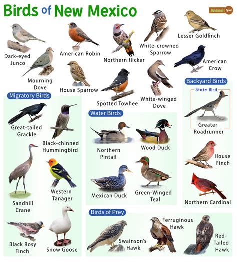 The Most Common Birds In New Mexico Nature Blog Network