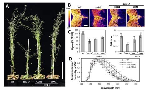 Cooperative Lignification In Arabidopsis Ccr1 Mutants Complemented By