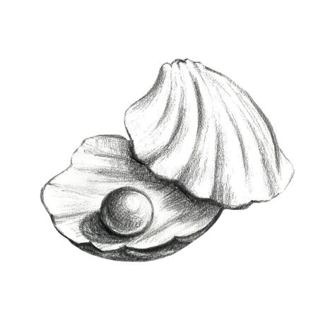 Sea Shell Pencil Drawing Stock Illustrations – 647 Sea Shell Pencil ...