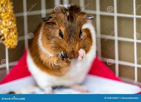 Guinea Pig Grooming Herself By Cleaning Fur And Whiskers Stock Image