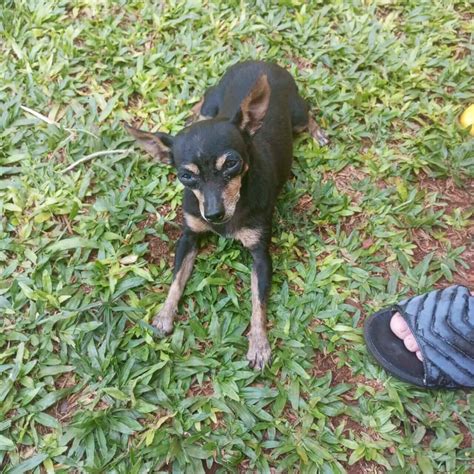 Cachorra Meg desapareceu no bairro Itália CGN O maior portal de