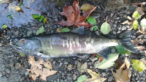 Male Chum Salmon 33 Inches 1st Sighting Of The Fall Run In Pipers