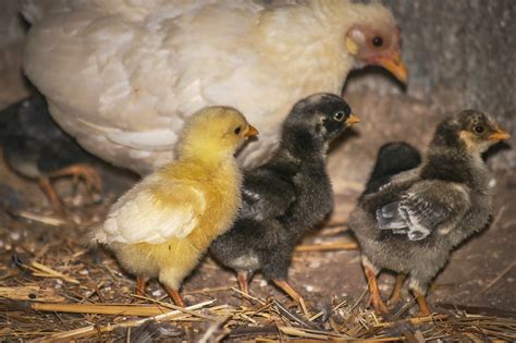 Qu Medidas Debe Tener Un Gallinero Para Gallinas Granjaonline