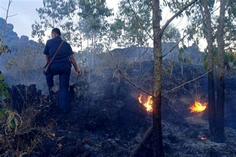 Kebakaran Landa Hutan Di Lereng Batur Balipost