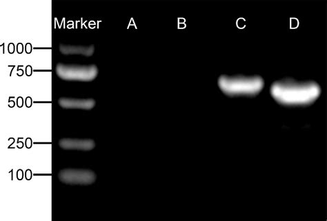 Frontiers Primary Culture And Endocrine Functional Analysis Of Leydig