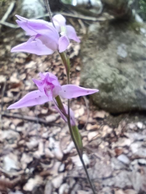 Cephalanthera Rubra L Rich Orchidee Liguria Anno 2023 AMINT APS