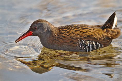 Pájaro Fauna Silvestre Naturaleza Foto gratis en Pixabay Pixabay