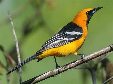 8 Types of Orioles in North America (with Pictures) (2022)