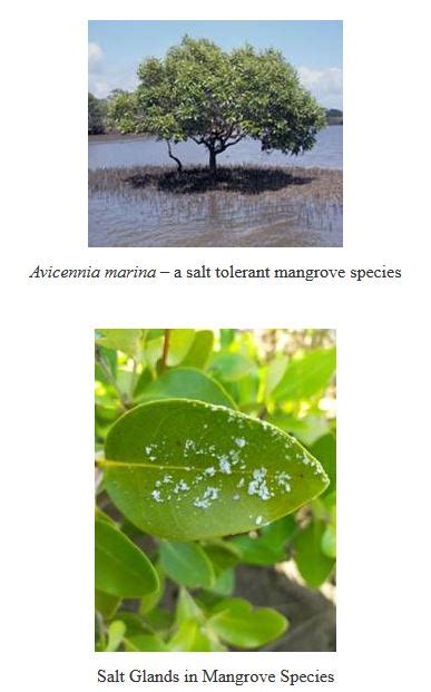 [pib] Species in news: Avicennia Marina - Civilsdaily