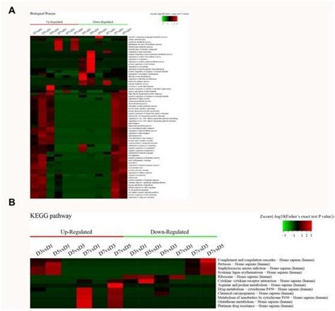 Heatmaps From Go And Kegg Pathway Enrichment Analysis Of The