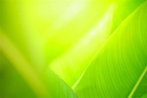 Premium Photo Abstract Nature Green Blurred Background Nature Leaf On