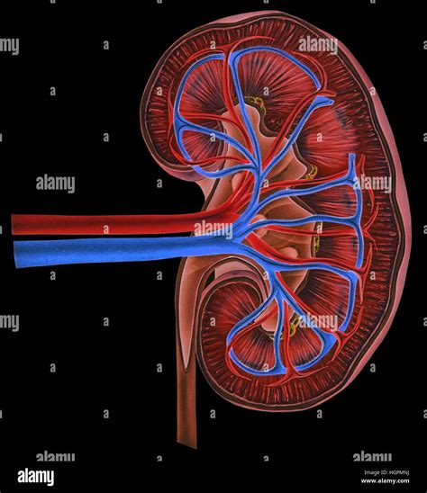 Diagrama Anatómico De La Arteria Renal