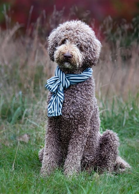 Standard Royal Poodle My Big Baby Boy Chocolate Poodle Dog