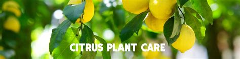 Citrus Plant Care - Chuck Hafner's Farmers Market & Garden Center, Syracuse NY