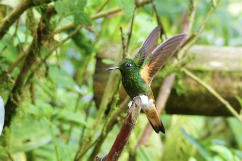 Buff Tailed Coronet Mindo Ecuador Cloud Forest Frederick Bowen