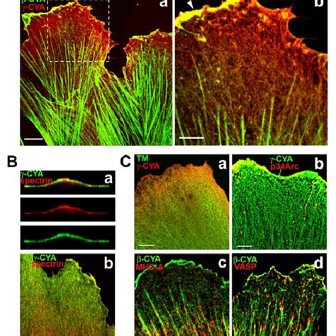 β And γ Actin Are Distributed In Different Arrays And Cell