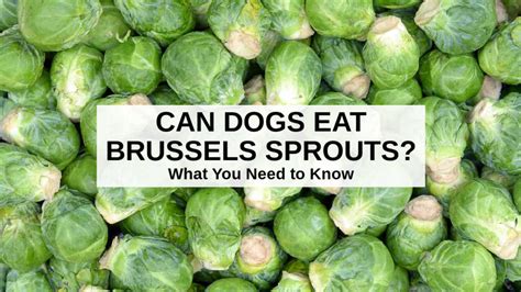 Can Dogs Eat Brussel Sprouts Pet Help Reviews Uk